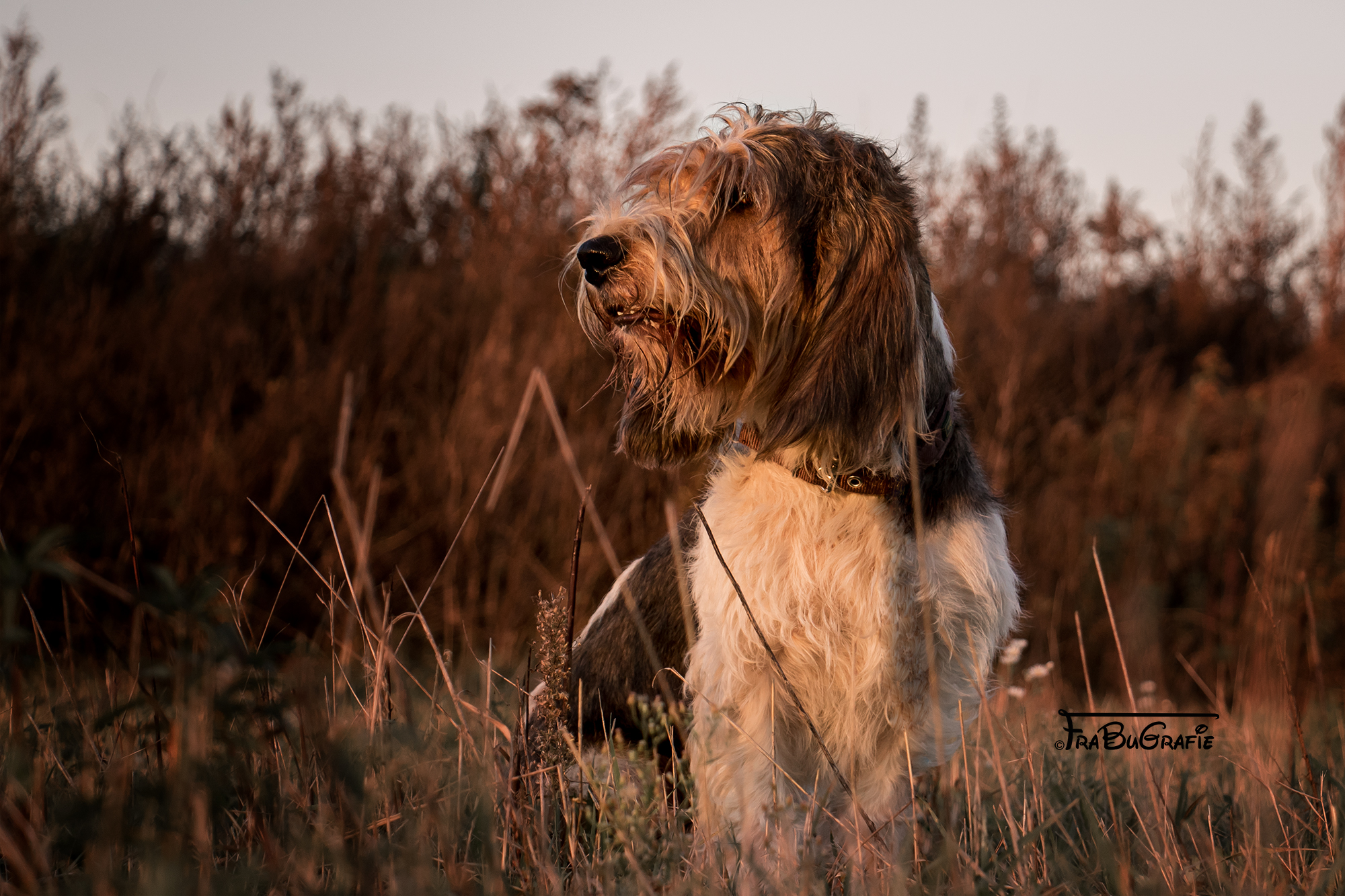 Hunde FraBuGrafie Tierfotografie Freiburg