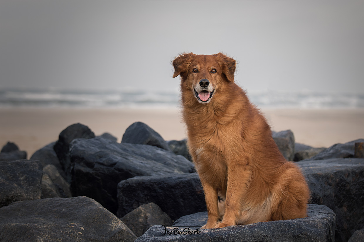 Hunde FraBuGrafie Tierfotografie Freiburg