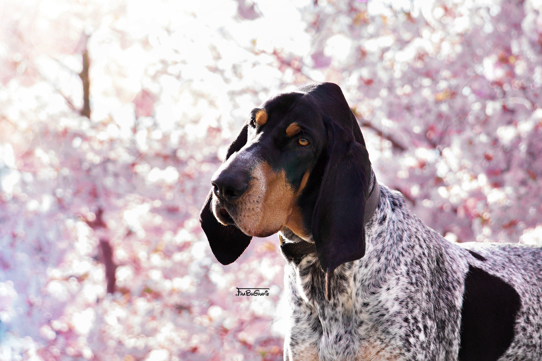 Hunde FraBuGrafie Tierfotografie Freiburg