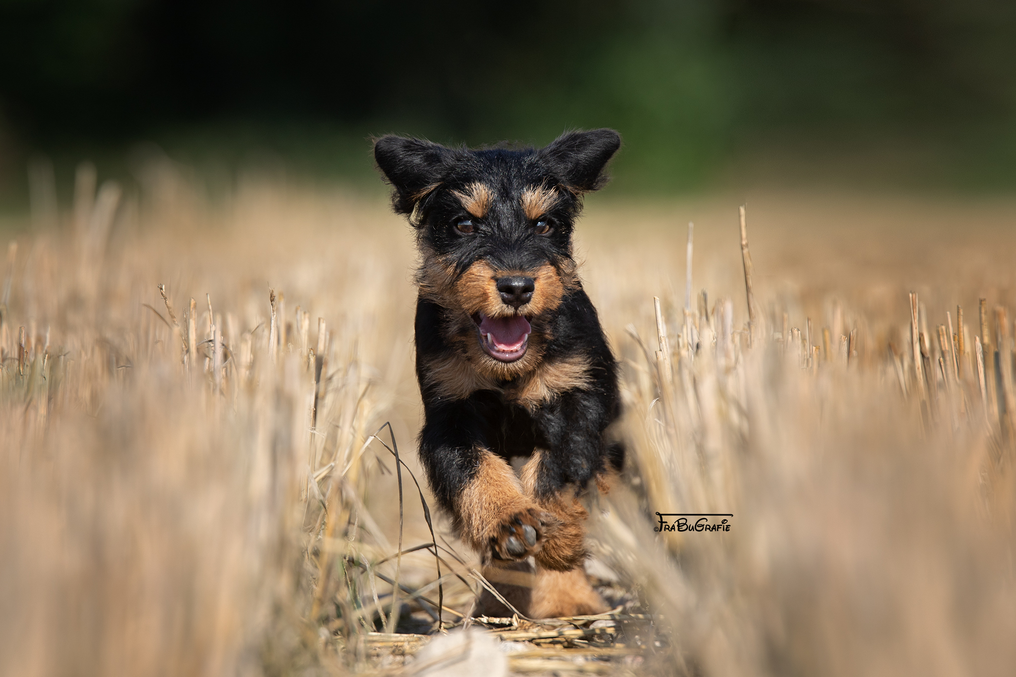 Hunde FraBuGrafie Tierfotografie Freiburg