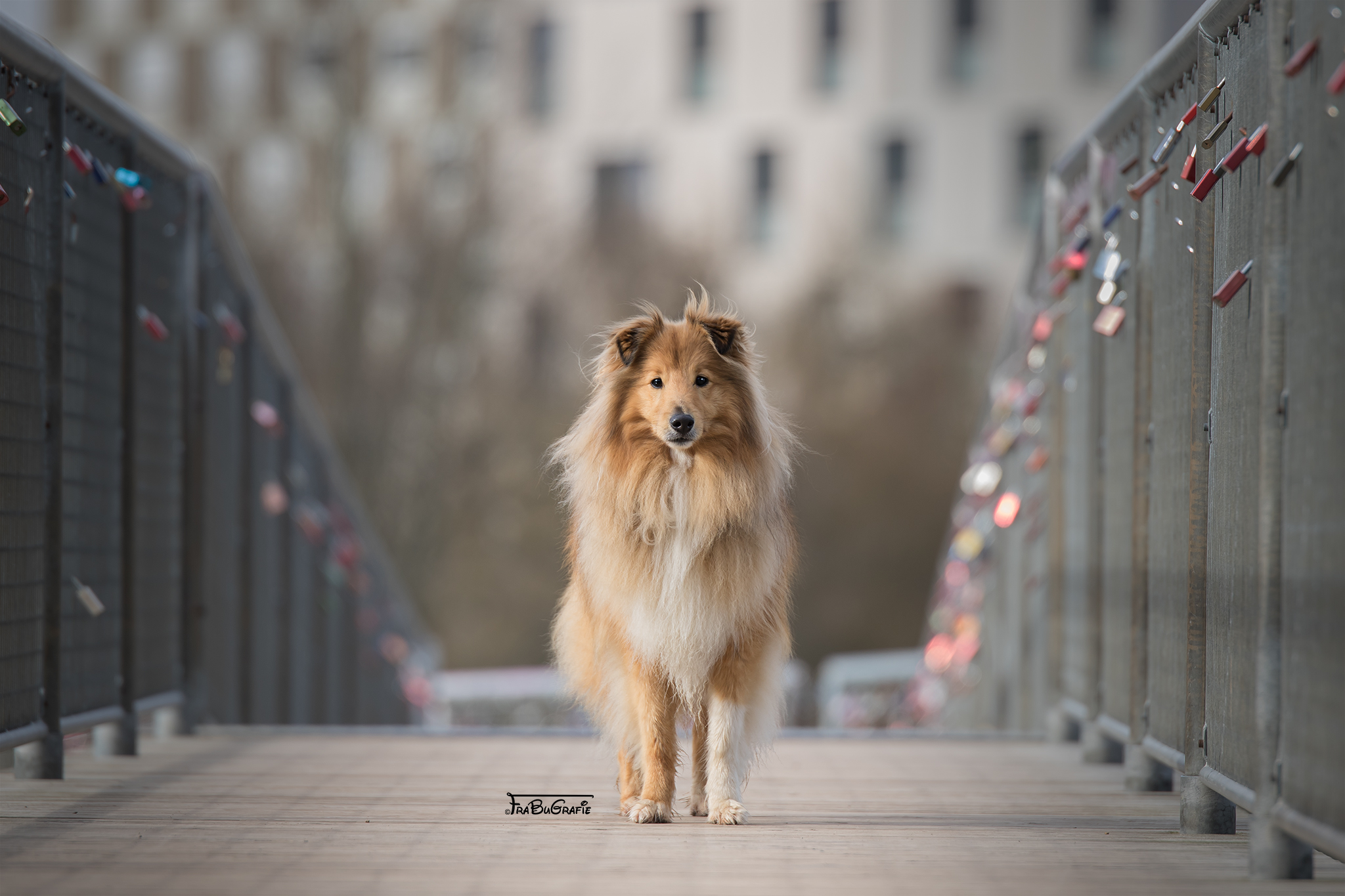 Hunde FraBuGrafie Tierfotografie Freiburg