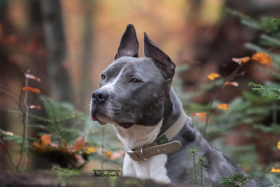Hunde FraBuGrafie Tierfotografie Freiburg