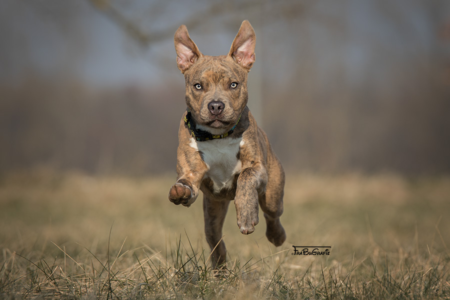 Hunde FraBuGrafie Tierfotografie Freiburg