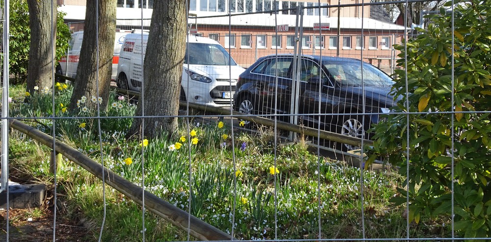 Hier hat der Frühling seinen einzigen Gruß hinterlassen.