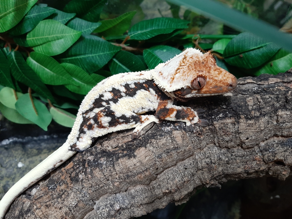 Gecko à crête (correlophus ciliatus)