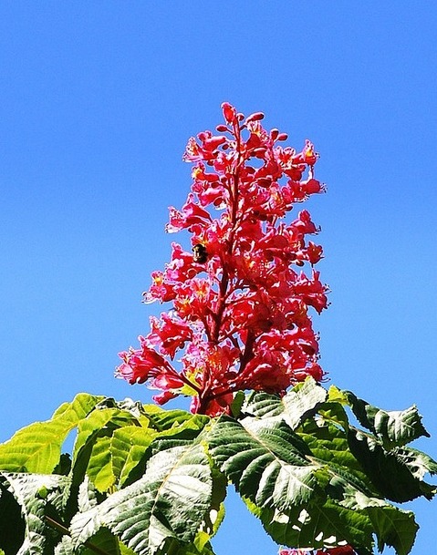 Erleuchtung erfüllt dich mit dem Liebreiz einer roten Kastanienblüte