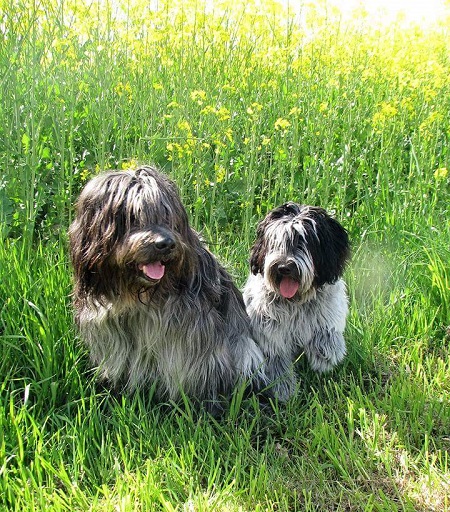 Bella rechts mit ihrem Weggefährten Asco