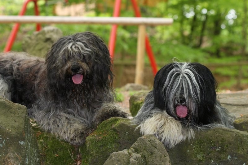 Tobi mit Caatje (erstes Kennenlernen)