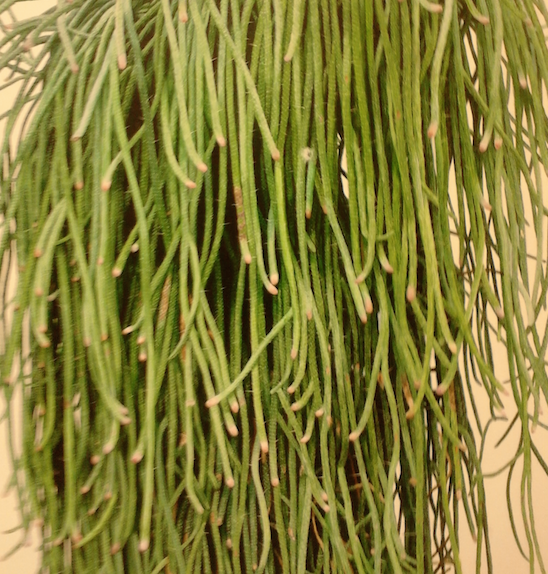 LEE KWANG-HO, Cactus no. 37, 2009, Oil on canvas, 227,3x181,8 cm, Private Collection (Saatchi Gallery, while I was on holiday in London, 2012)