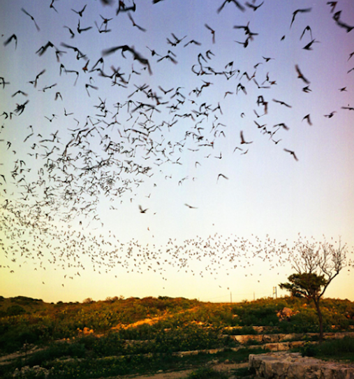 JEREMY DELLER, Memory Bucket (Bats leaving Frio Cave at dusk, Texas) 2003 (seen online while I was working at Il Ladro di Voci)