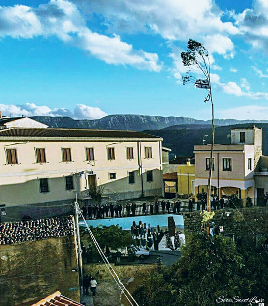 L'albero "Sa Pompia" issata al centro della piazzetta e sistemazione delle frasche intorno ad esso