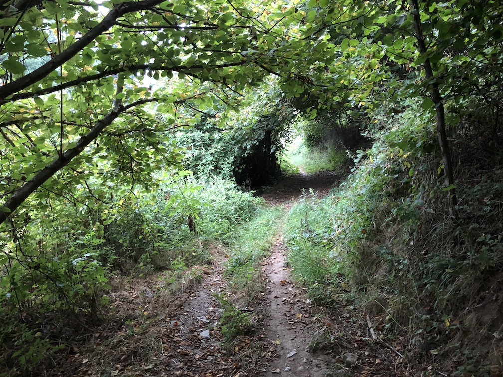 üppig grüne Vegetation