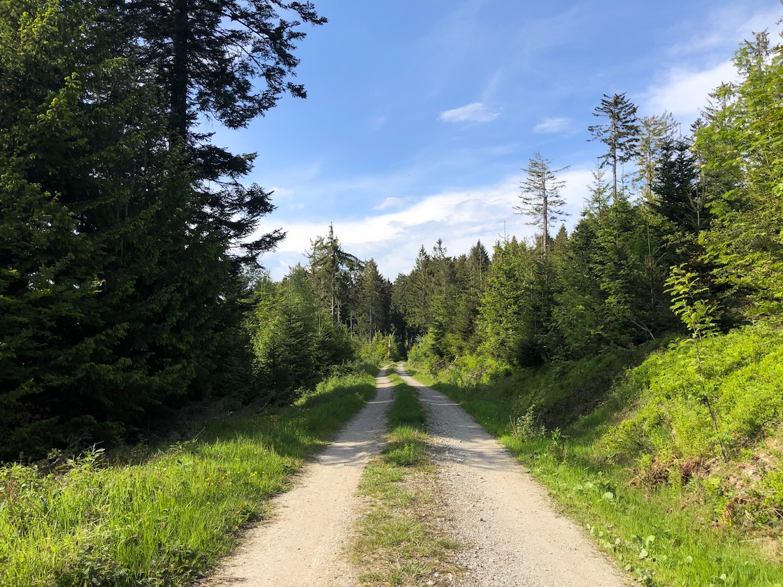 Abendstimmung im Bayerischen Wald