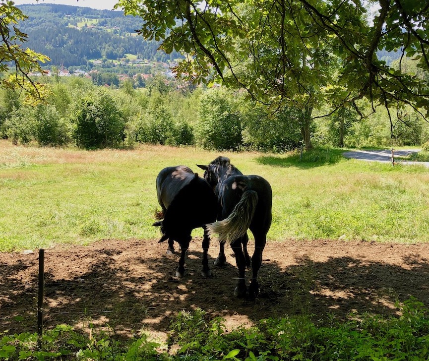 Pferde am Wegesrand