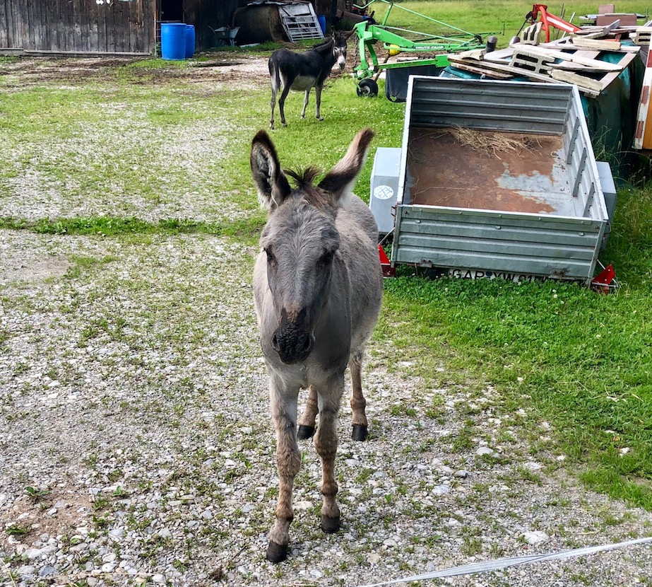 neugieriger Esel bei Ettal