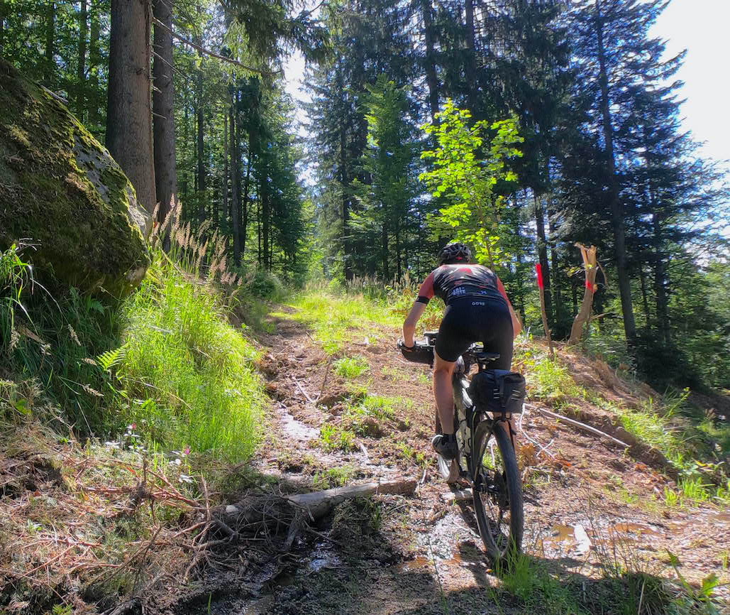 schöne Abfahrt im Wald vom Dreisessel