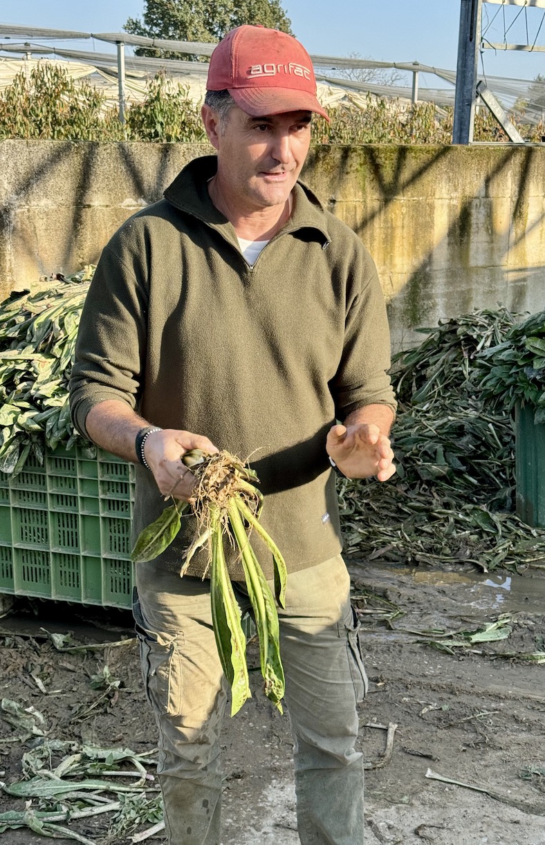 Carlo Benozzi erklärt uns die Herstellung des Radicchio