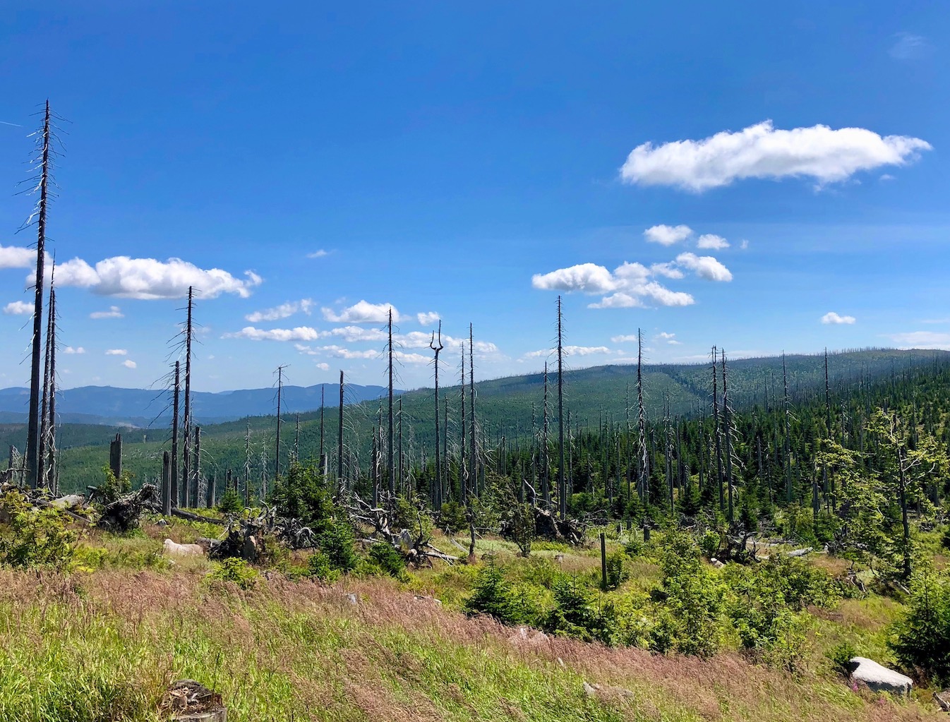 Baumgerippe im Bereich des Nationalparks entlang der Grenze