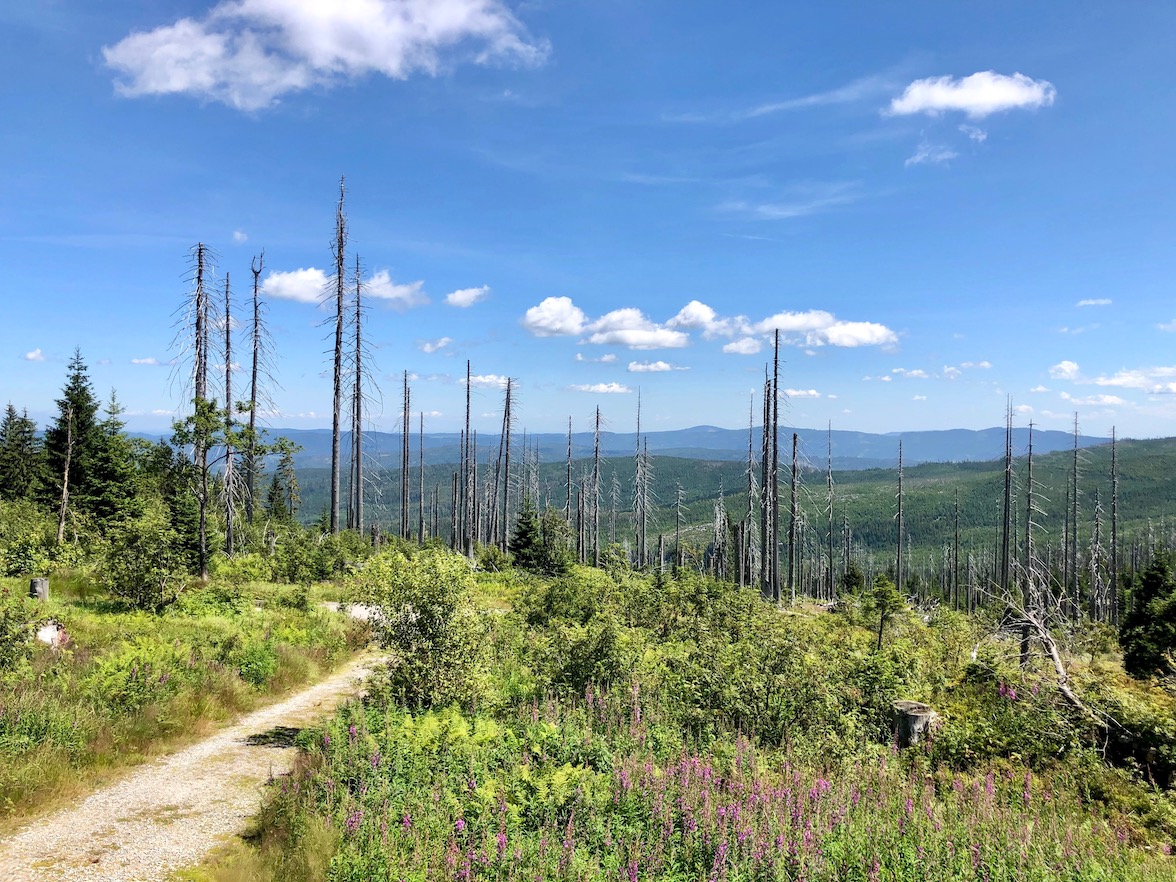 tote Bäume im Bereich des Nationalparks