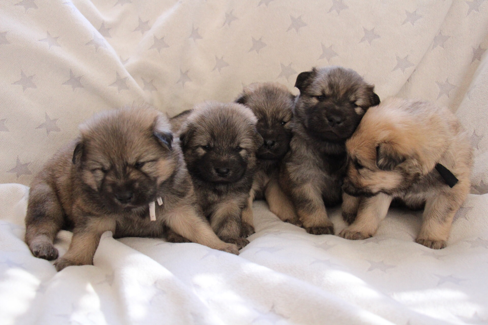 Woche 4 Eurasier Efss Webseite