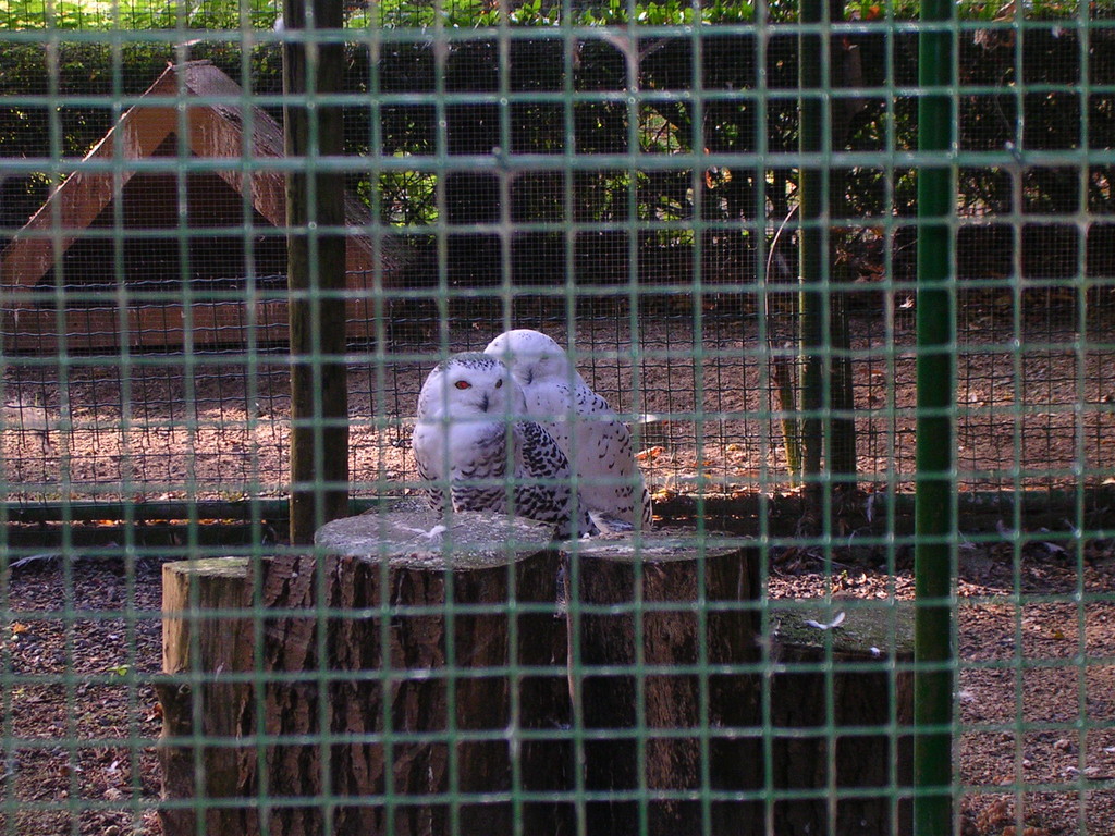 Schneeeulen im Tierpark von Deinze