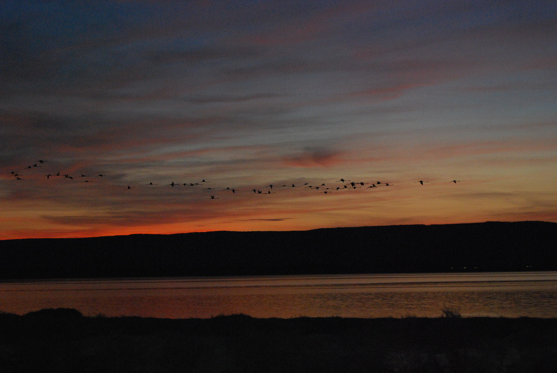 Sonnenuntergang in der Camargue mit fliegendem Schwarm Flamingos