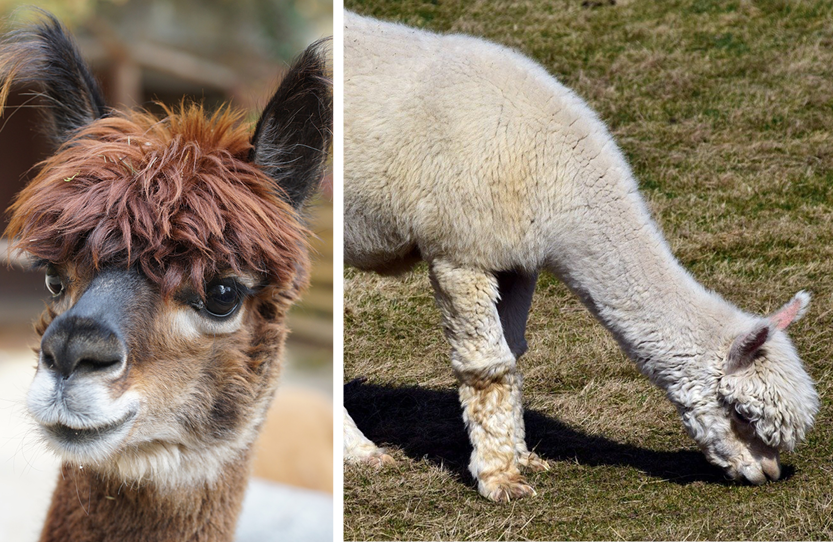 Wir Alpakas - Nettesprung Alpakas – Dein Alpaka-Erlebnis am Harzrand
