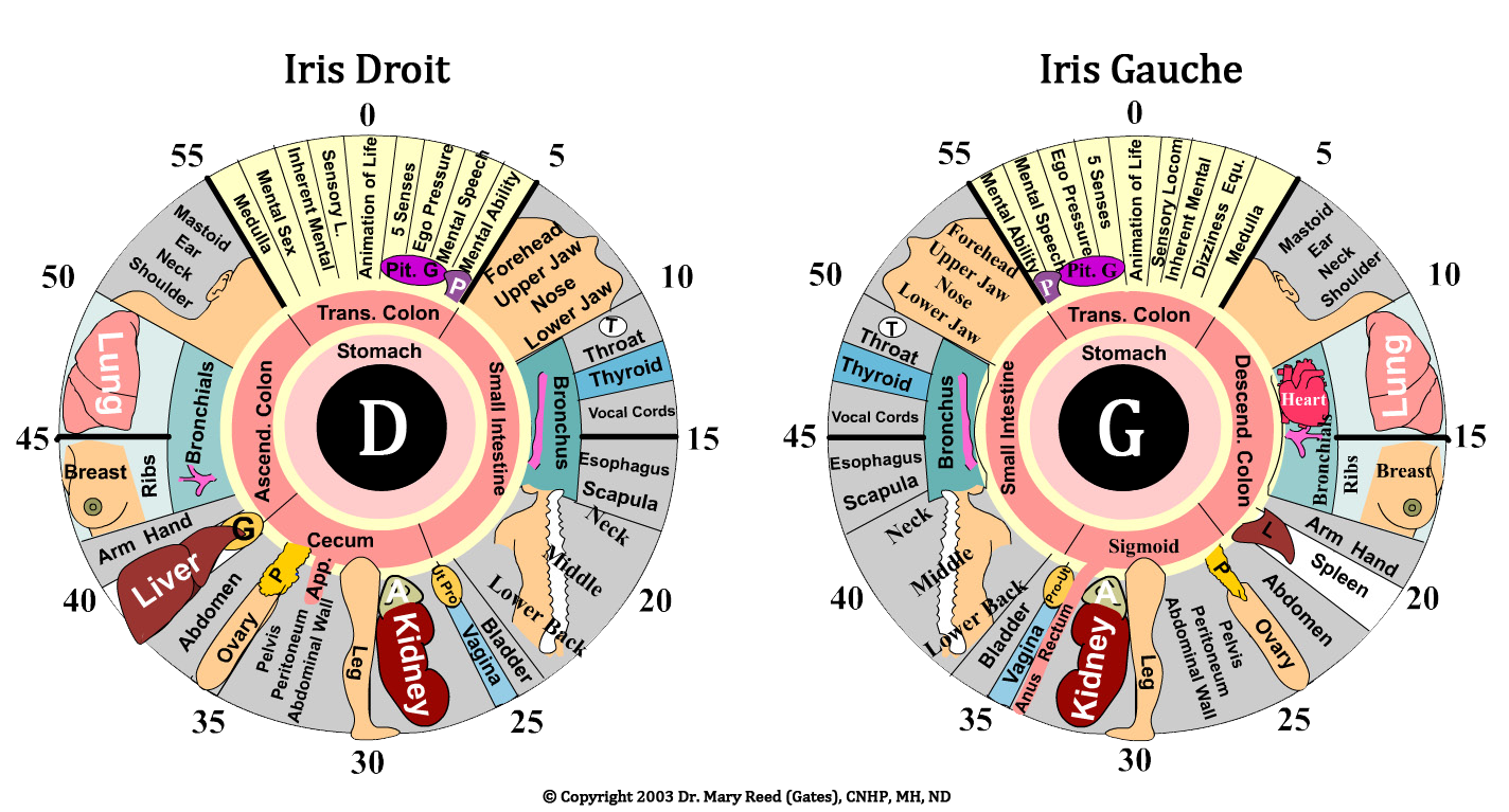 Iridologie Naturopathe à Toulouse et Réflexologue, MariePierre Taurel