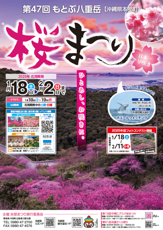 2025年もとぶ八重岳桜祭りご案内！