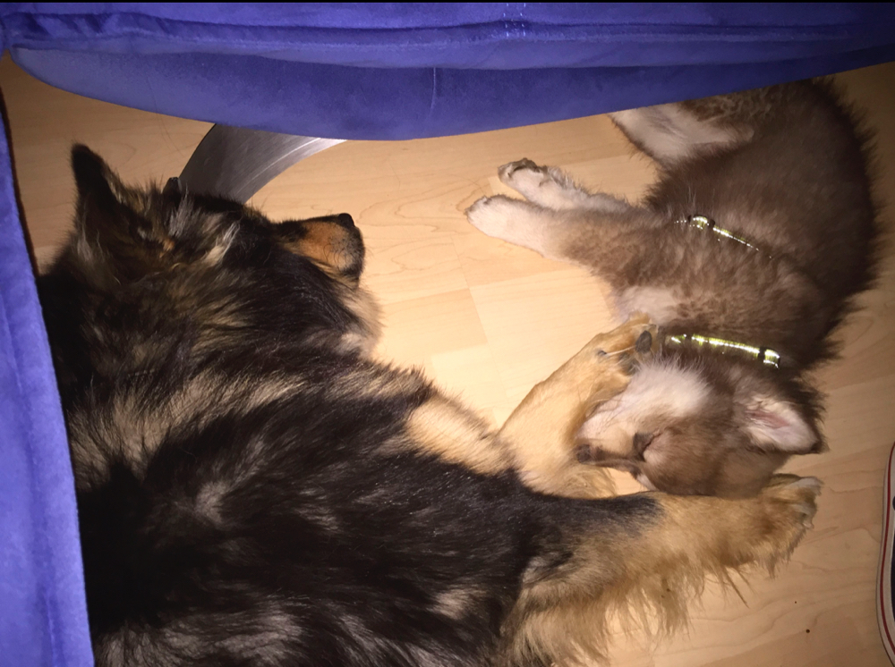 Santtu (Liehkun Öinen Laulu) und Inari (Inari v. Mainikka Beana) beim Ruhen