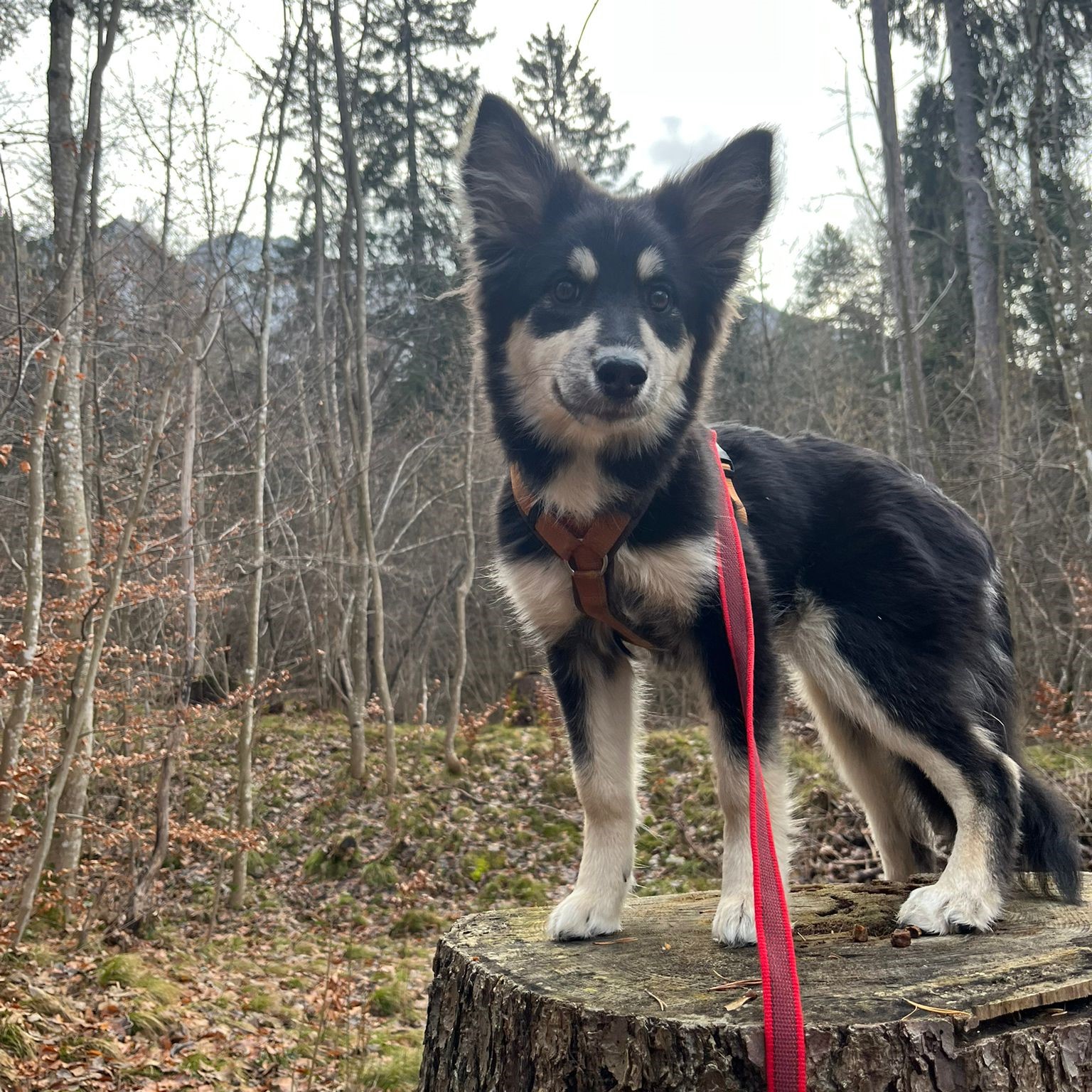 Seija - lebt im bergigen Graubünden