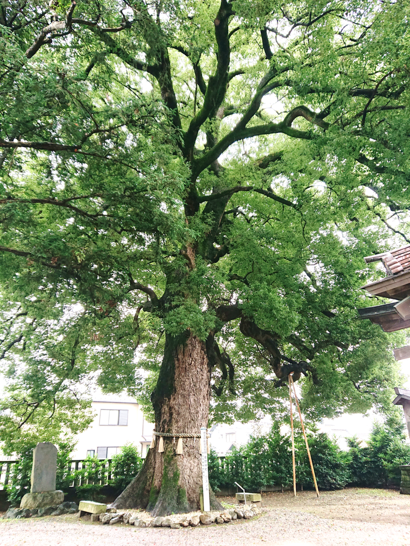 2020年7月26日(日)金鑚神社（本庄市）にて中村民夫先生の天井画をみさせていただきました。