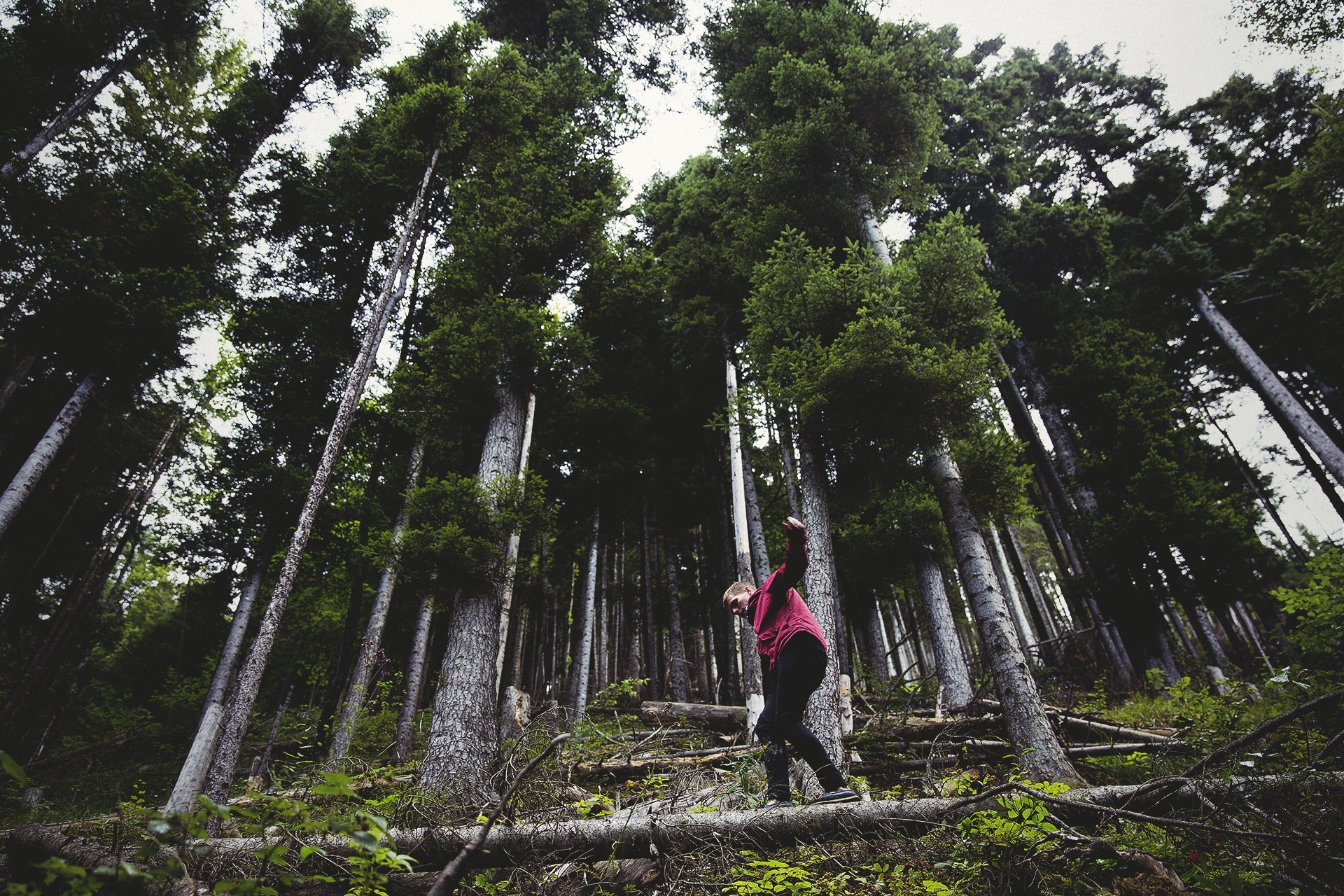 Balanceakt im Wald