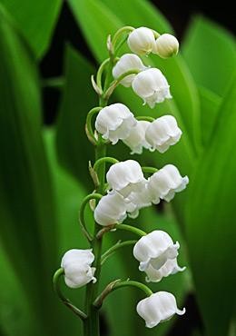 Convallaria majalis (mughetto)