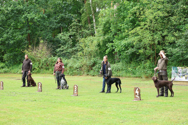 Einladung zur Zuchtschau und CAC-Spezialrassehundeausstellung Deutsch Kurzhaar