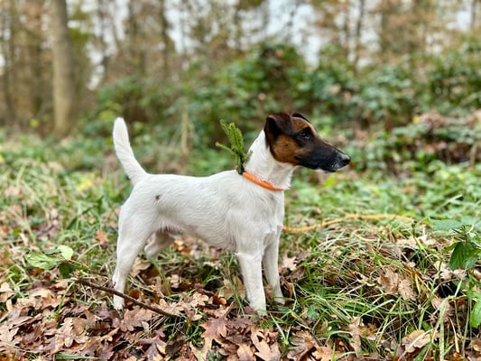 sehr gut ausgebildeter Foxterrier sucht sein neues Revier