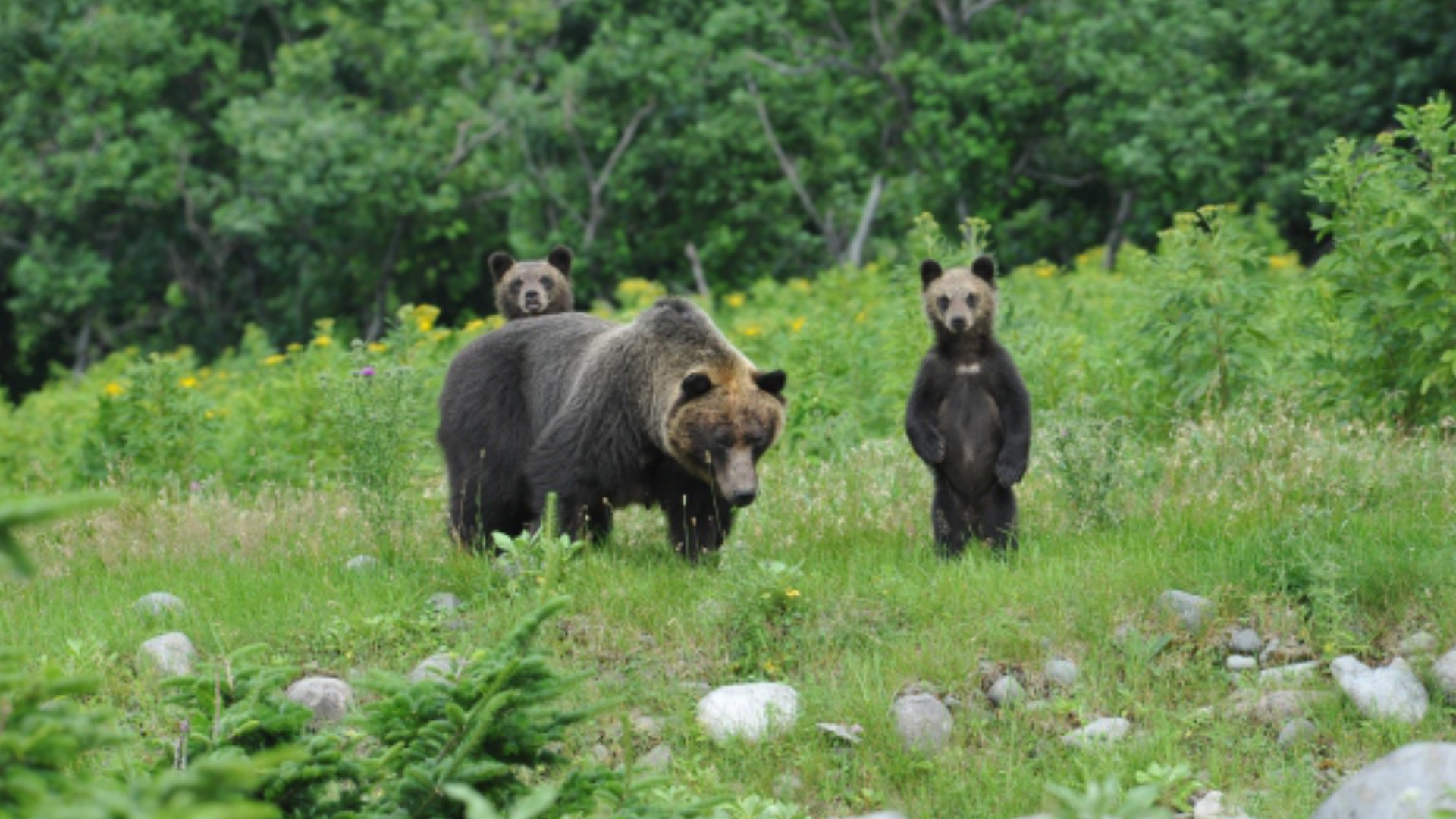 ヒグマとヒトの歴史 - ヒグマの会 ページ ヒグマとヒトの歴史 - ヒグマの会 ページ