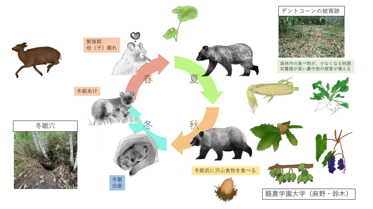 ヒグマの基本情報 - ヒグマの会 ページ