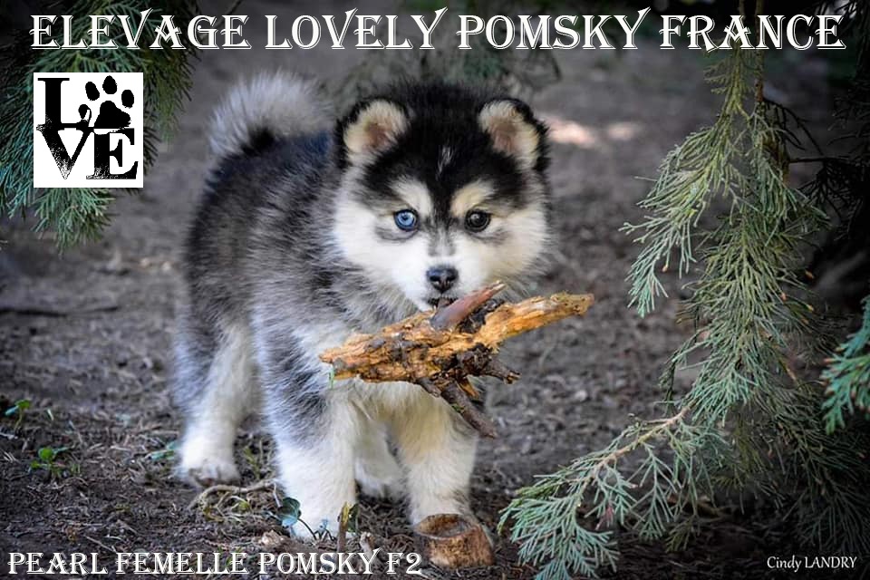 Femelle Pomsky F2