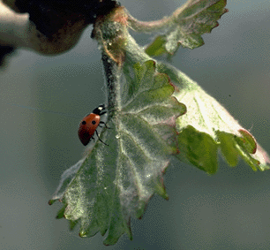 Wein aus Wiltingen, Saar-Riesling-Roots, Pflanzenschutz