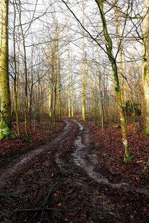 Wald bei der Reha-Klinik nach der Intervention in der NFZ