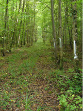 Blick in eine Rückgasse
