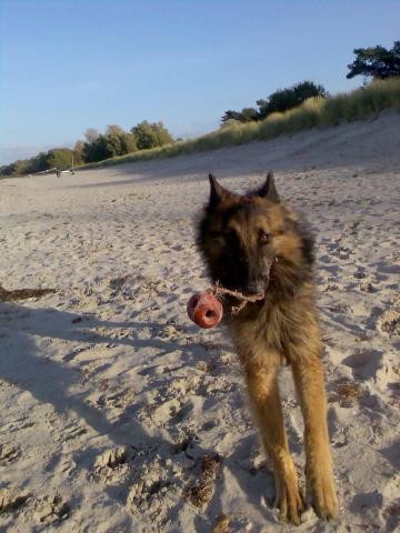 Dargo am Strand in Lubmin (S.Gruner)