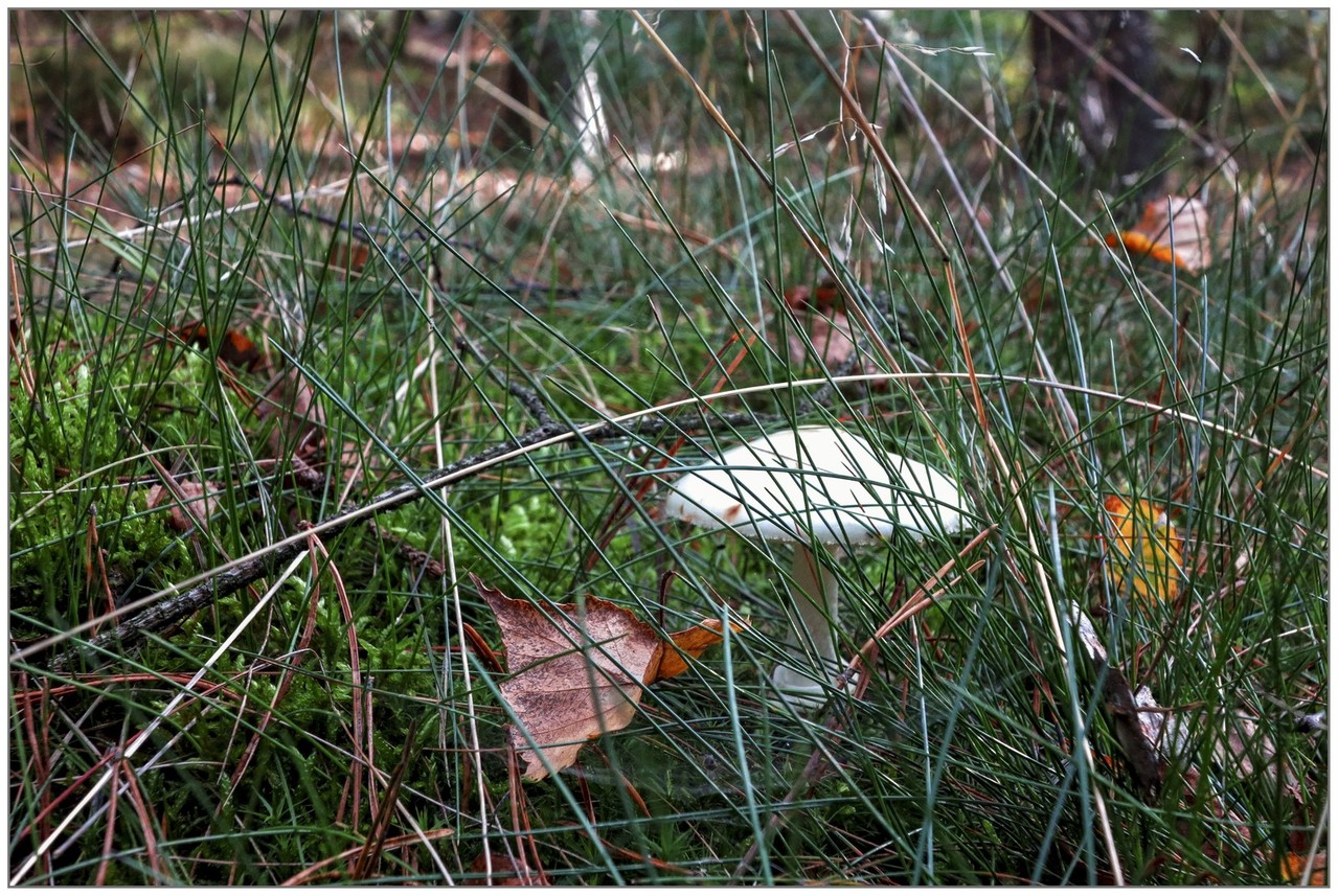 Champignon camouflé - Thierry