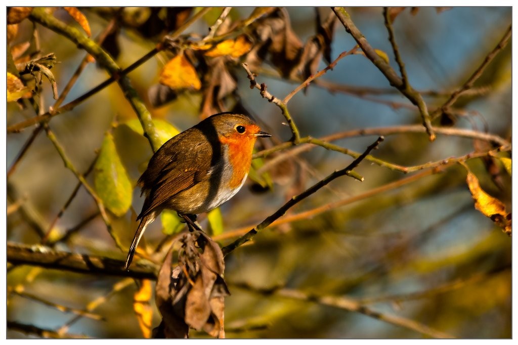 Rouge Gorge (Gilliane)