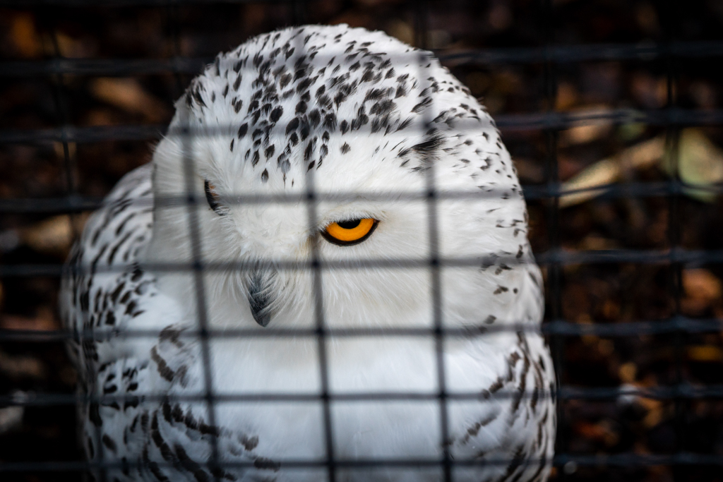 En cage - Gilliane