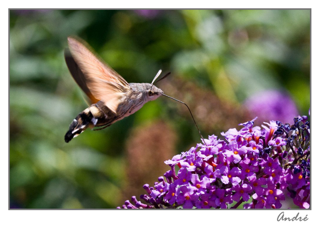 Papillon Morosphinx