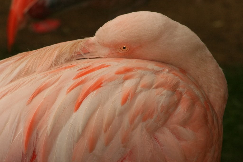 Flamand rose