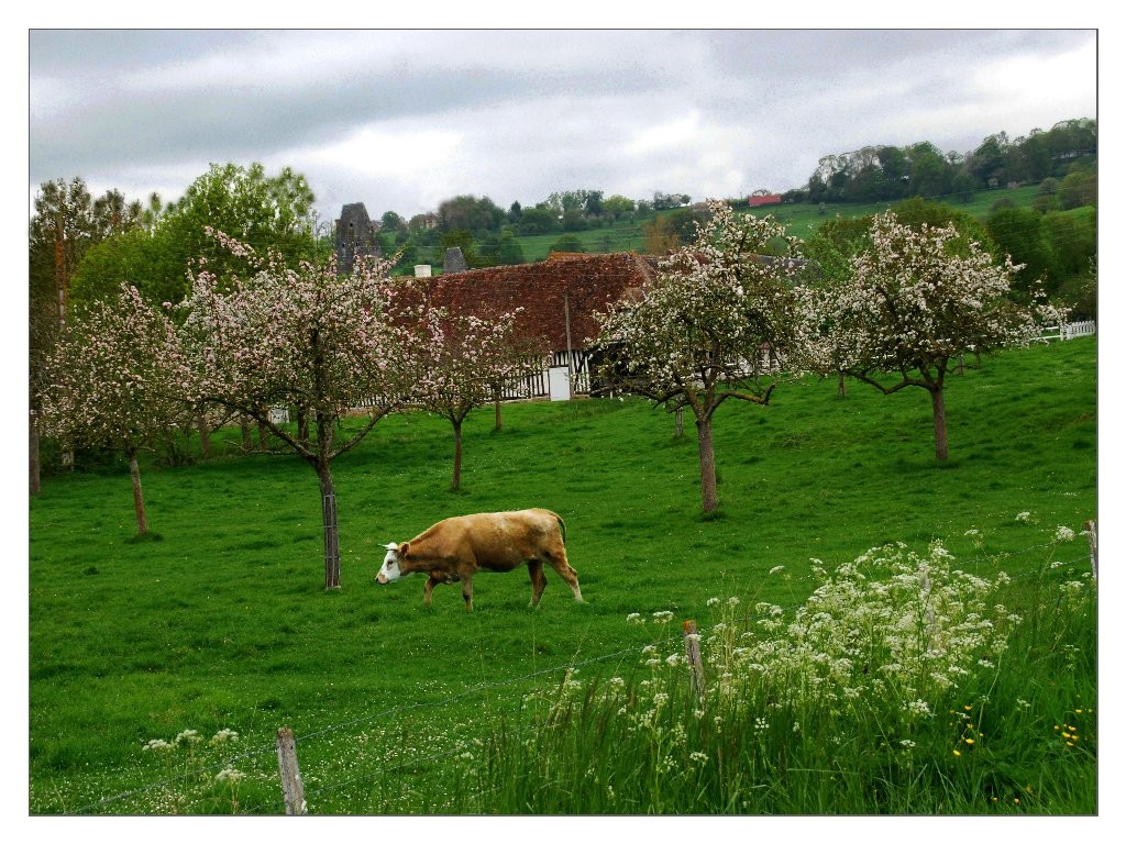 Gilliane : campagne normande