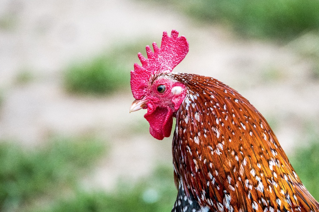 Gilliane -Poules, coqs, basse-cour